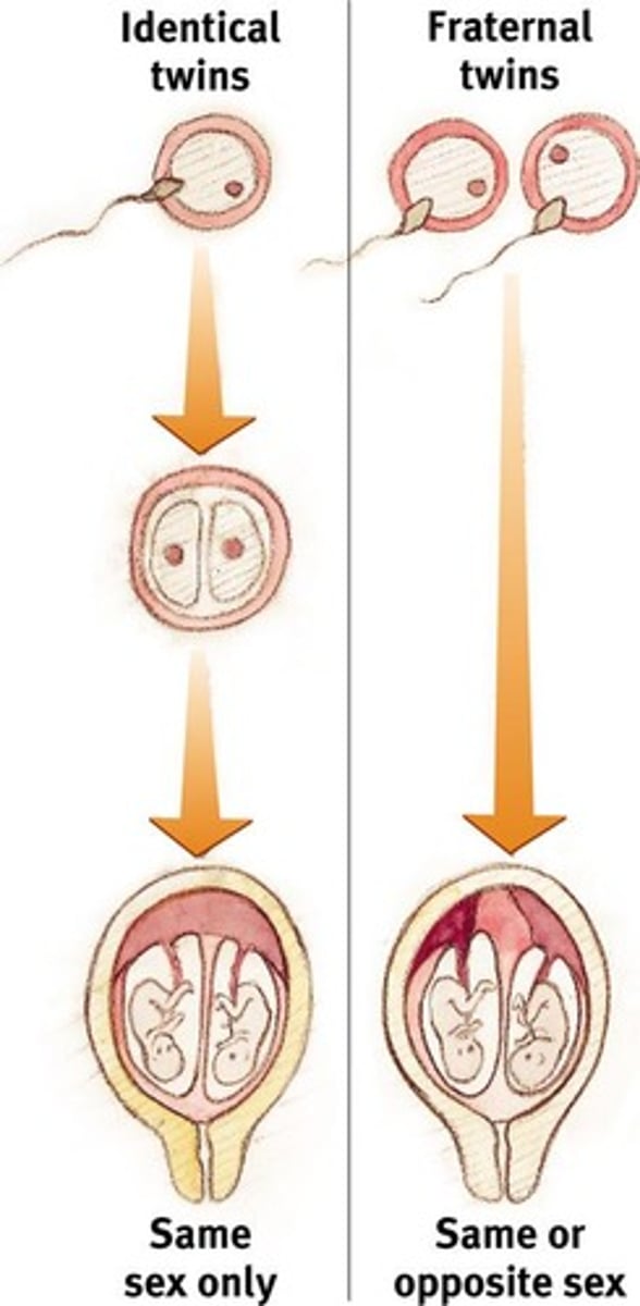 <p>Monozygotic twins are identical twins sharing 100% of their genes, while dizygotic twins are fraternal twins sharing about 50% of their genes.</p>