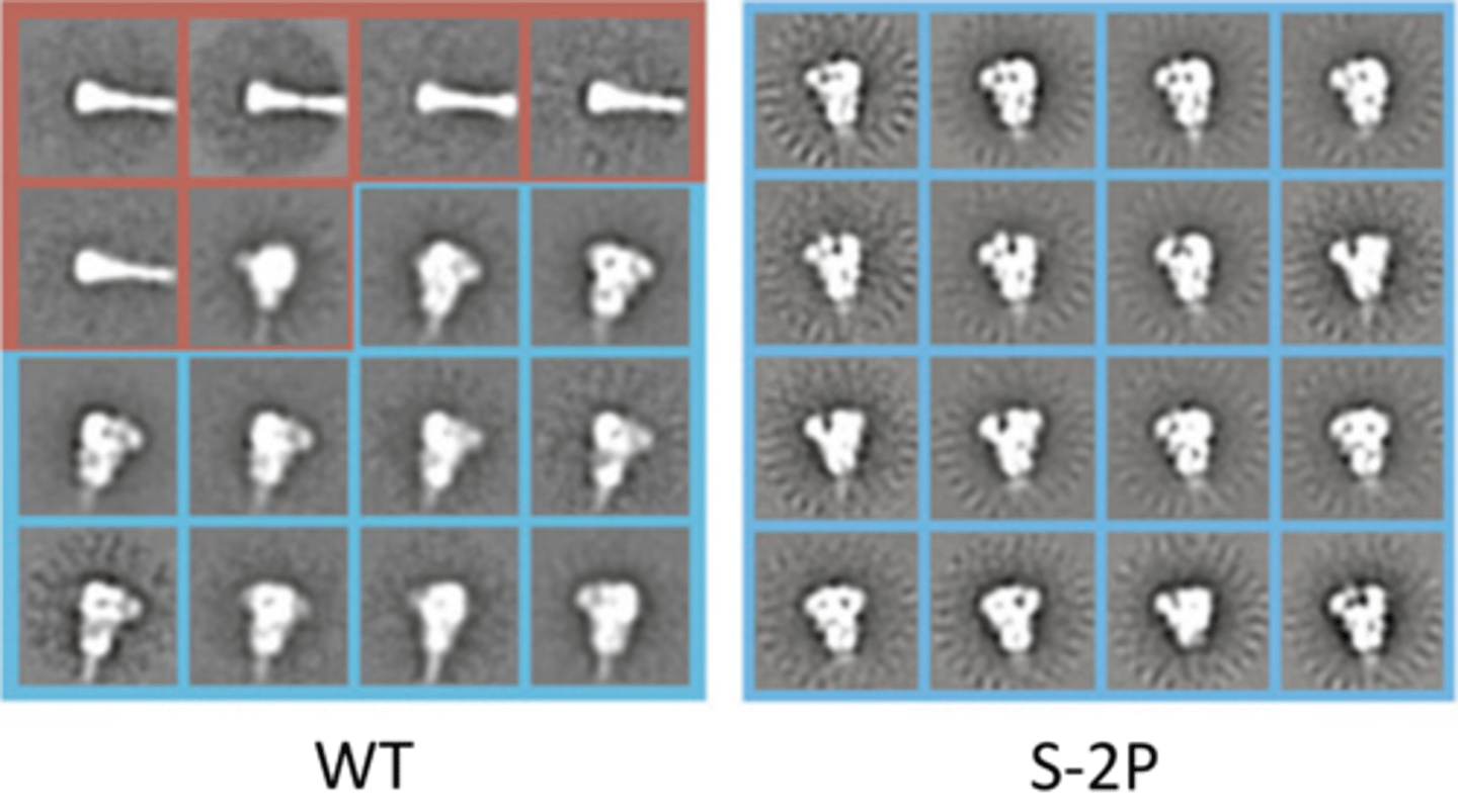 <p>locked into pre-fusion conformation</p>