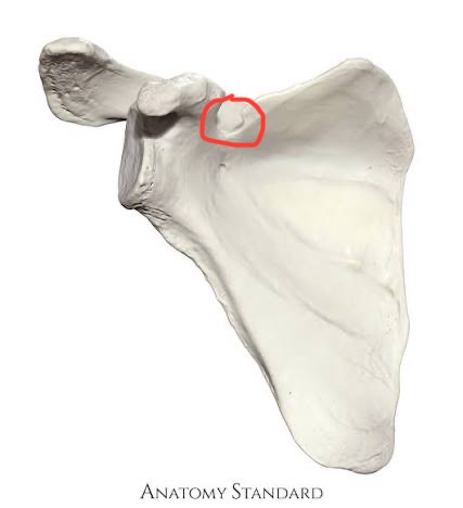 <p>scapula, below coranoid process</p>