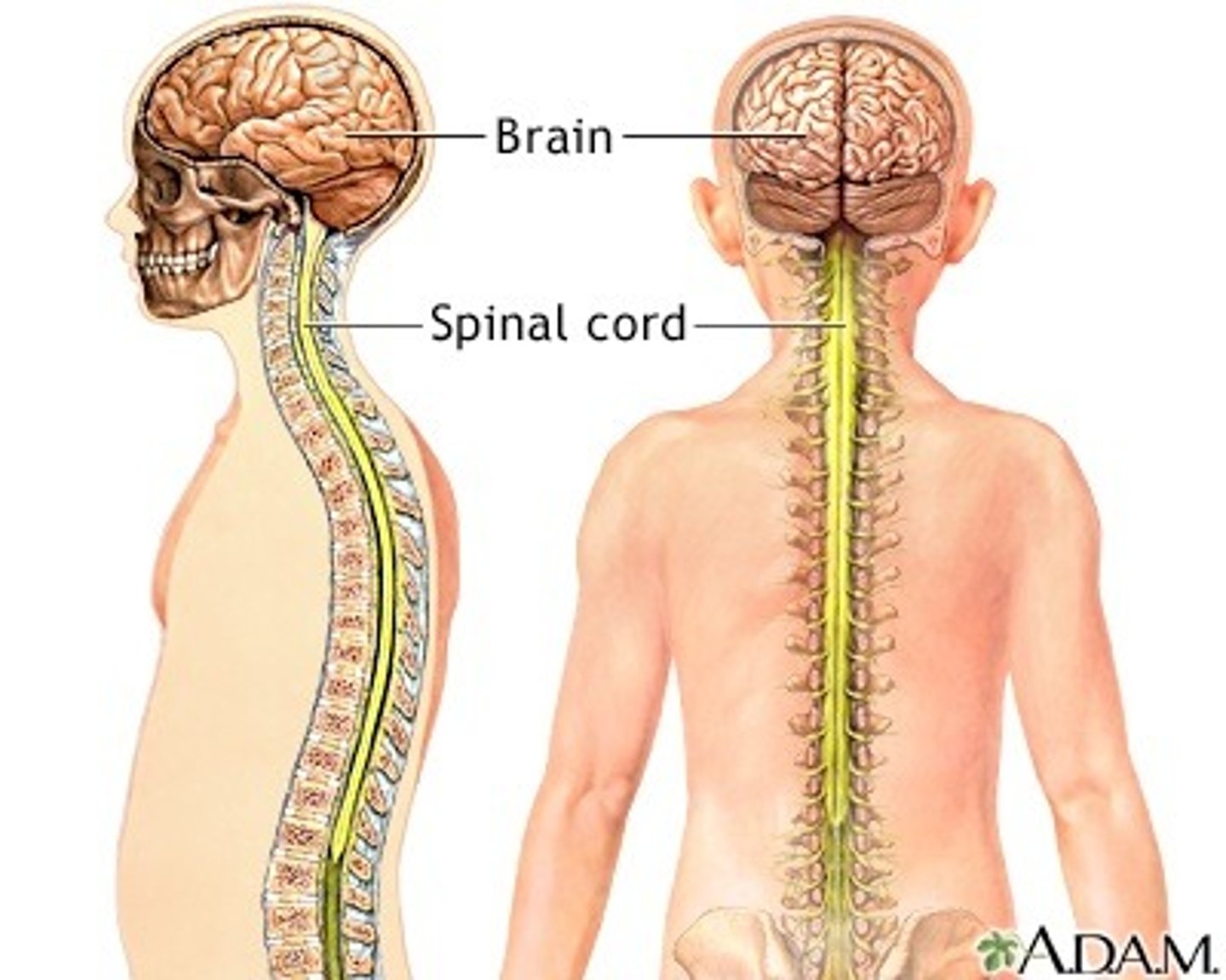 <p>spinal cord</p>