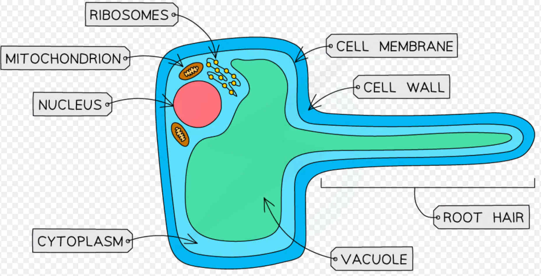 <p>★ Small hairs to increase SA ★ No chloroplasts as no sunlight underground</p>