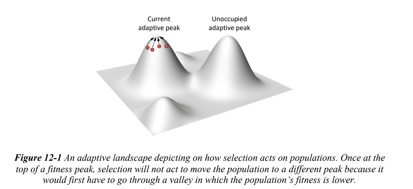 <p>visualizations of how selection acts on lineages over time</p><p>selection tends to push lineages onto the nearest fitness peak and that lineage will remain there until something changes</p><p>may be another peak that the lineage could occupy if it had the right set of phenotypes- would have to first experience a dec. in fitness</p>