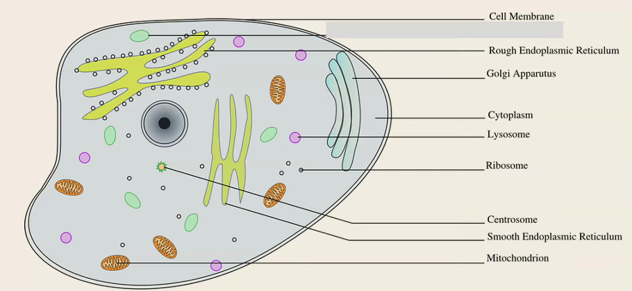 <ol><li><p>Cell Membrane</p></li><li><p>Rough Endoplasmic Reticulum</p></li><li><p>Golgi Apparatus</p></li><li><p>Cytoplasm </p></li><li><p>Lysosome</p></li><li><p>Ribosome </p></li><li><p>Centrosome</p></li><li><p>Smooth Endoplasmic Reticulum</p></li><li><p>Mitochondrion</p></li></ol><p></p>