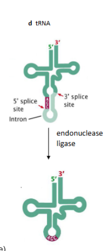 <p>they are spliced via an endonuclease and ligase (not a spliceosome)</p>