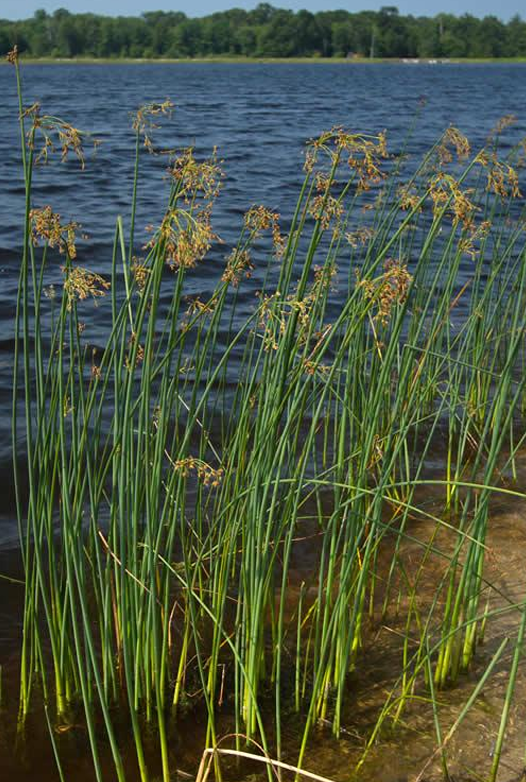 <p>Softstem bulrush</p>