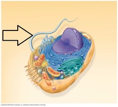 A long, hairlike structure that grows out of a cell and enables the cell to move.