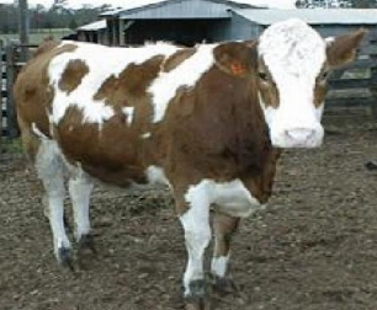 <p>- West &amp; North Switzerland</p><p>- spotted w/ white markings</p><p>- white front head &amp; lower legs</p>