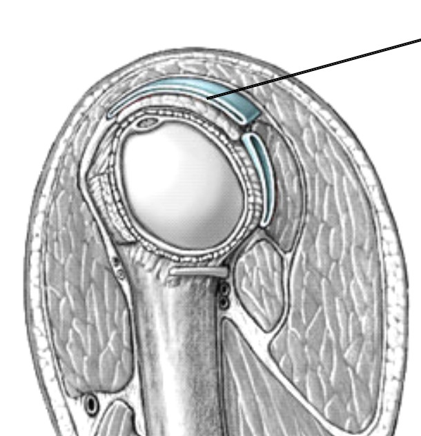 <p>Which bursa of the shoulder is located beneath the acromion process of the shoulder blade?</p>
