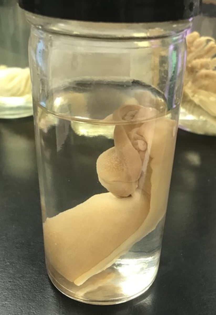 <p>For the following specimen(s), give the entire taxonomy and the name of the specimen(s)</p>