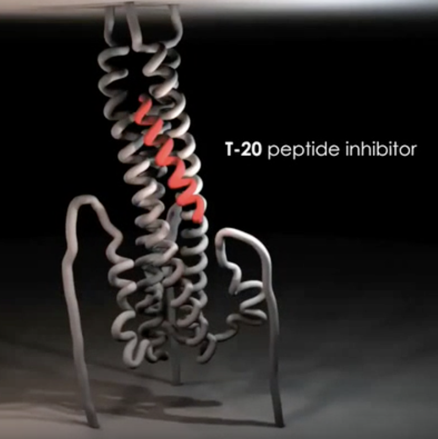 <ul><li><p>By introducing peptide inhibitor <strong>T-20</strong>, which <u>occupies the site alongside the trimer core</u> and prevents the a-helical transition of the C-terminal helix</p></li><li><p><strong>5m038 </strong>also blocks <u>a-helical transition</u></p></li></ul><p></p>