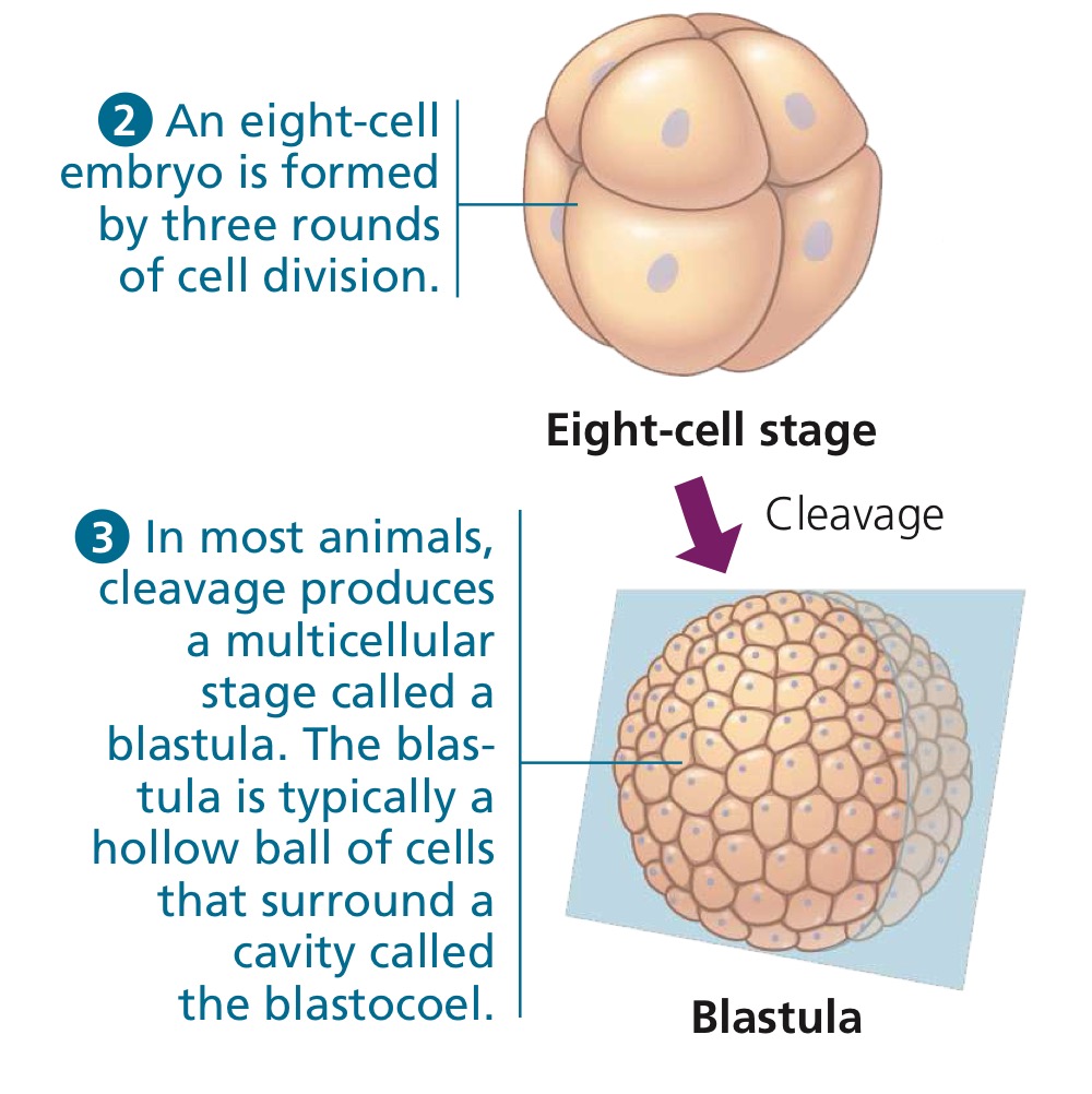 <p>Multicellular stage in embryonic development to which the cleavage leads, wherein many animals take the form of a hollow ball.</p>