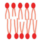 <p>Factors affecting membrane fluidity</p>