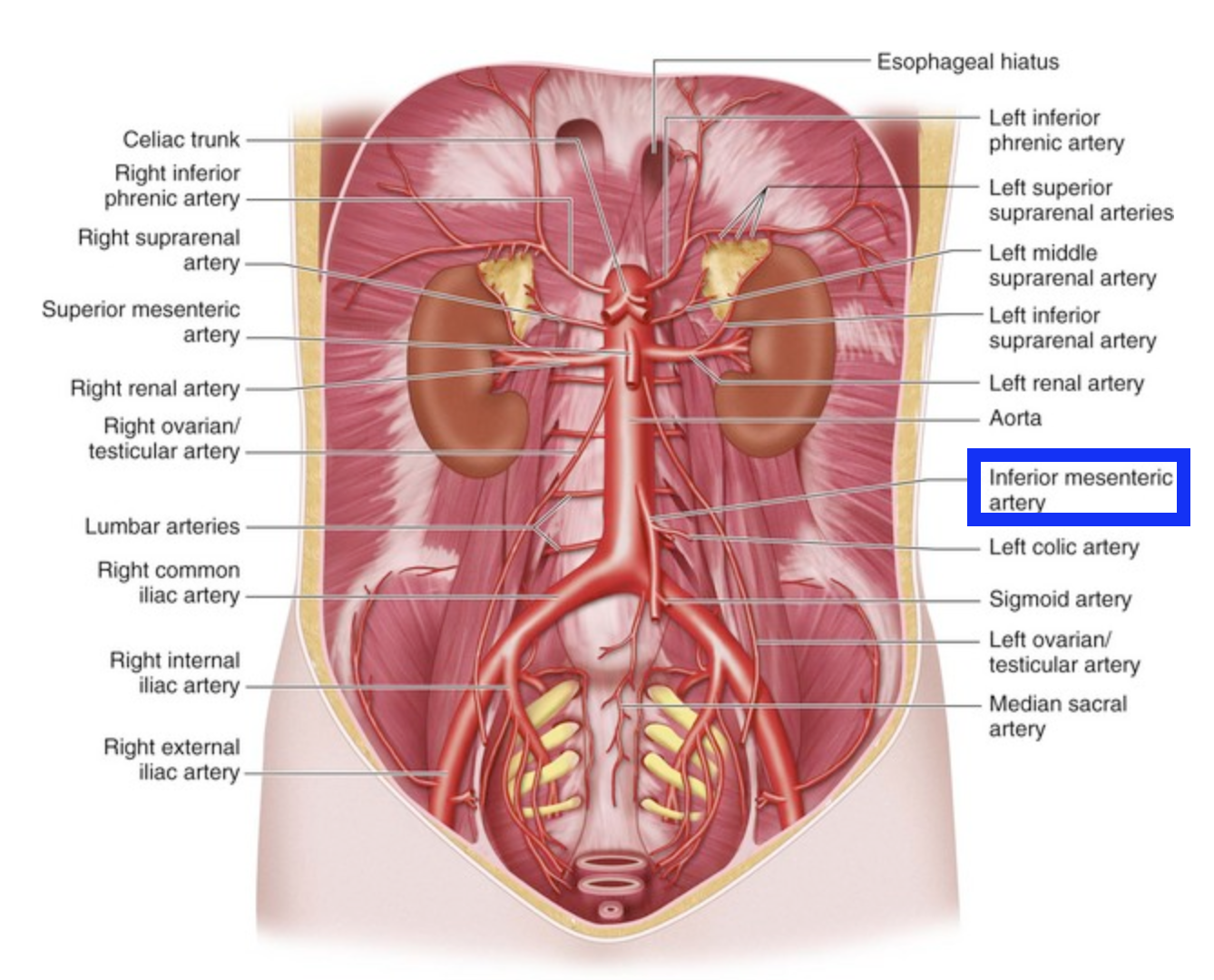 knowt flashcard image