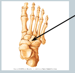 <p>bones of the ankle</p>