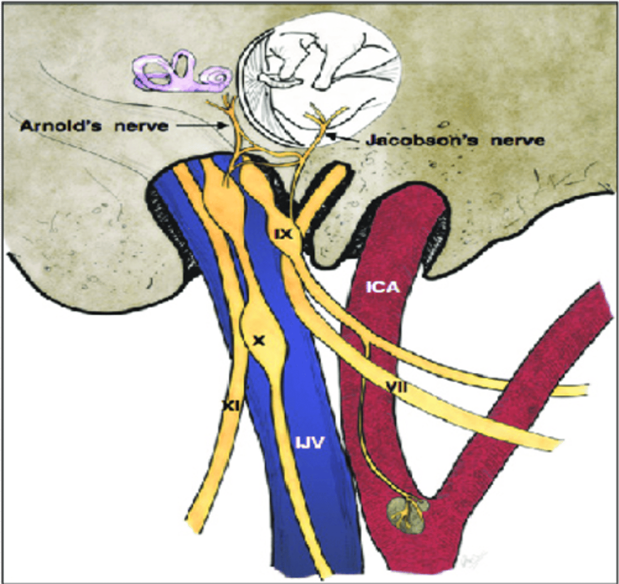 <p>Tympanic nerve (Jacobson nerve)</p>