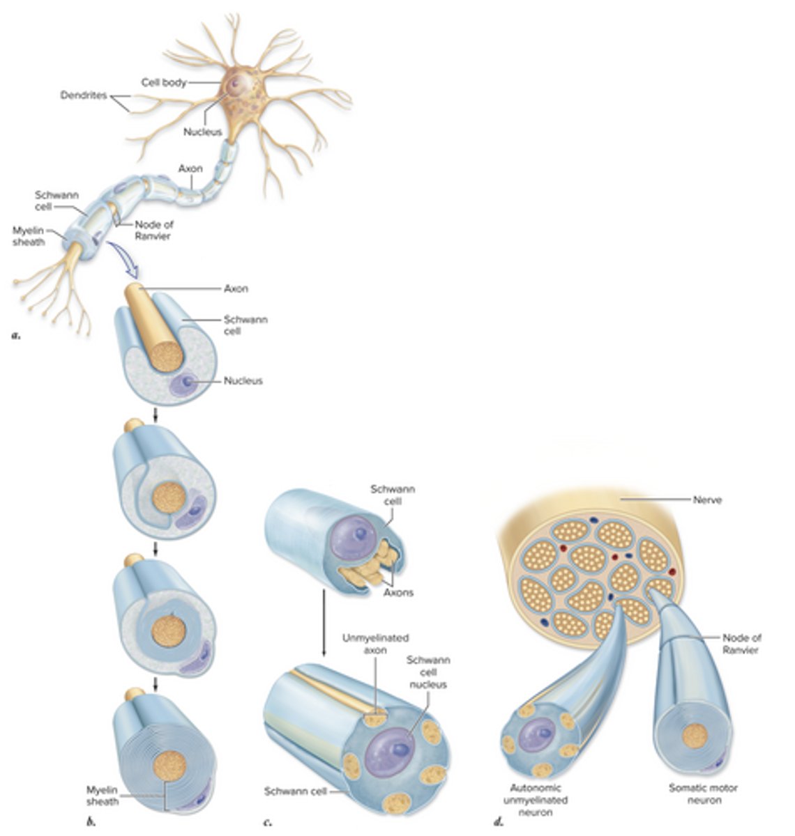 <p>Cell body: enlarged region w/nucleus</p><p>Dendrites: extends from cell body; receives information</p><p>Axons: transmits impulses from cell body; many have myelin sheath made by Schwann Cells</p><p>Nodes of Ranvier: small gaps that interrupt sheath at regular intervals</p>