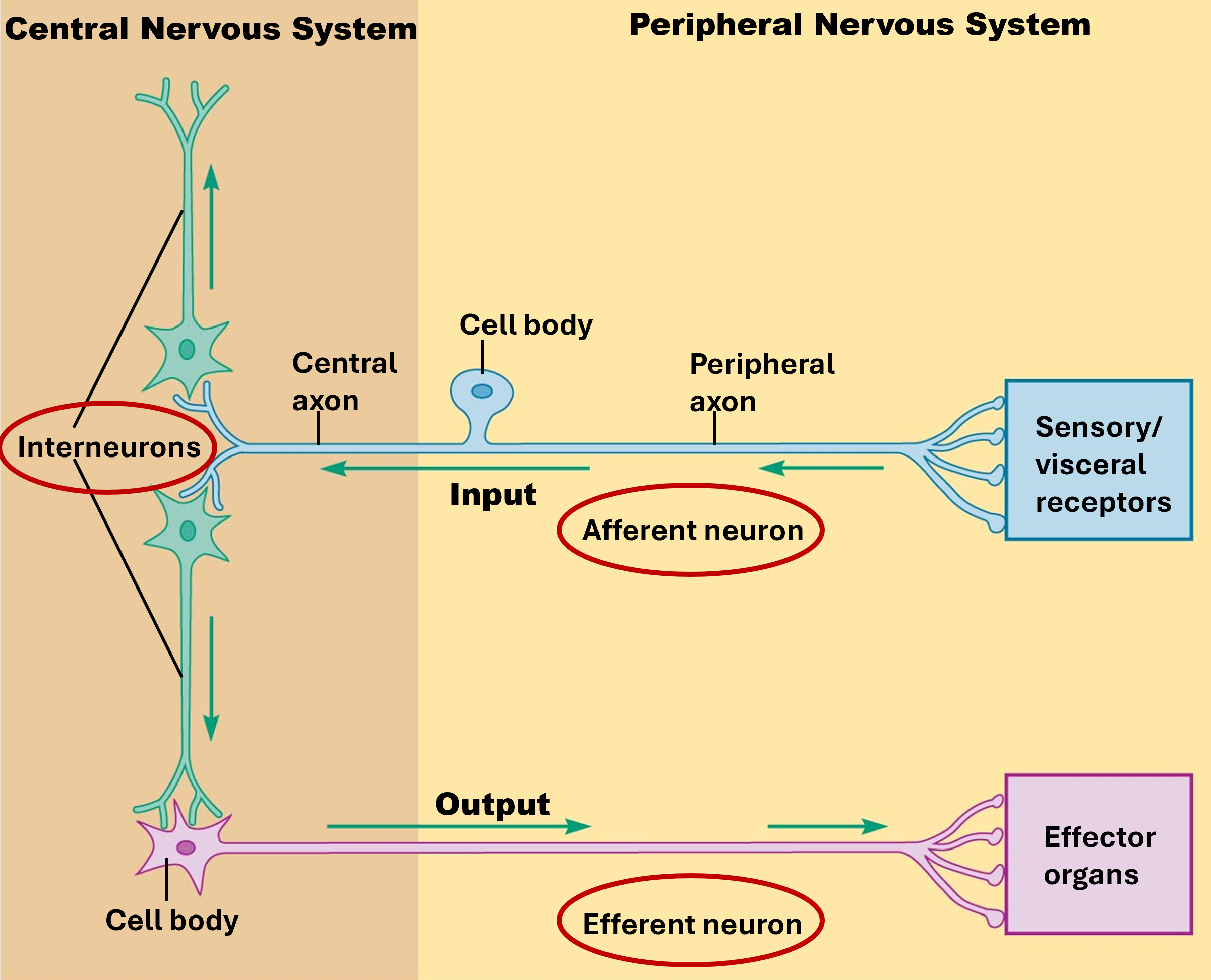 <p>Sensory Neuron</p><p>Motor Neuron</p><p>Interneuron</p>