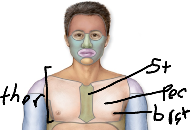 <p>sternum, chest, and breast</p>
