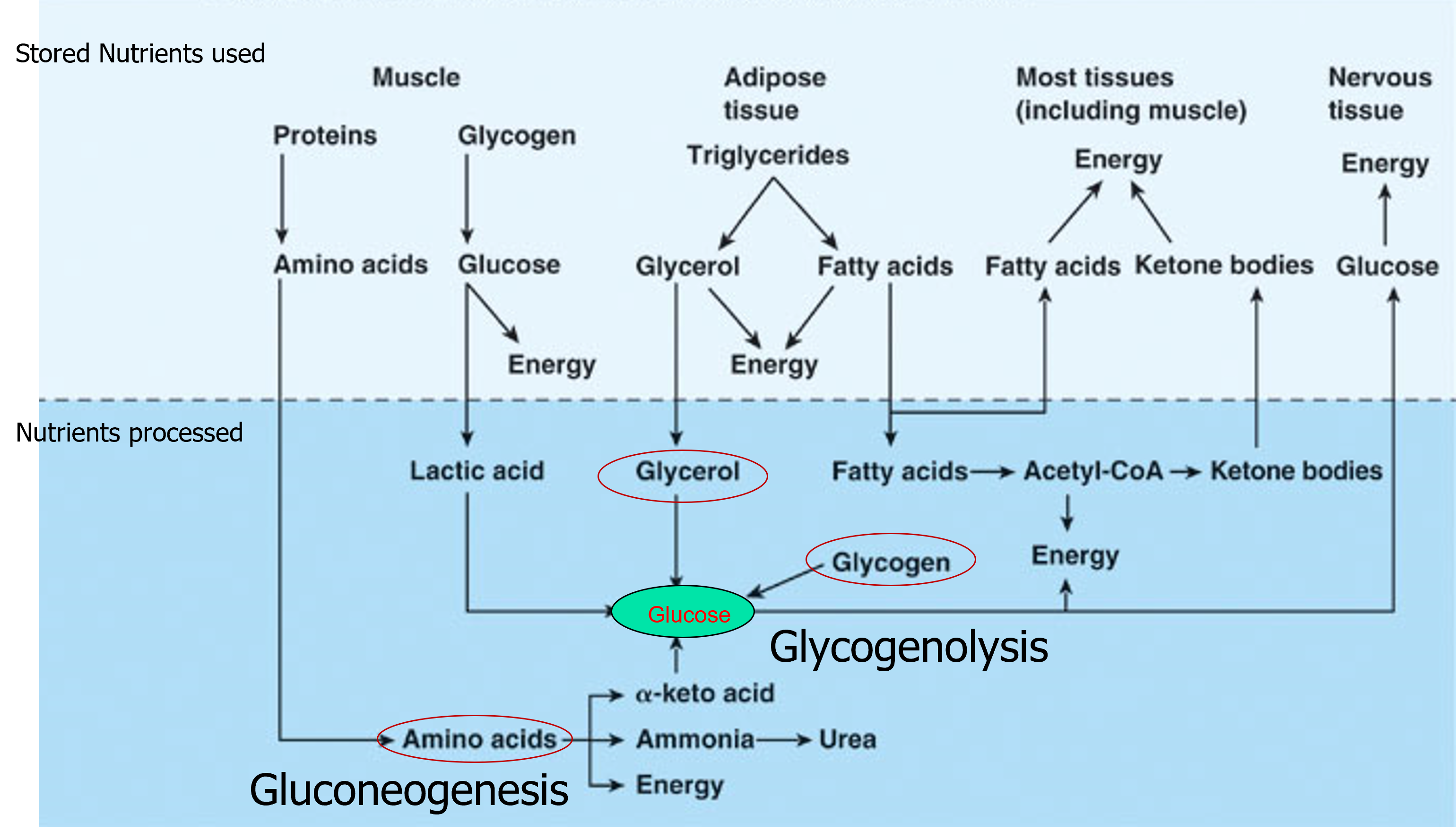 the period that occurs after the absorptive state is done (usually late in morning, afternoon, or night) where blood glucose levels are maintained by the conversion of other molecules to glucose
