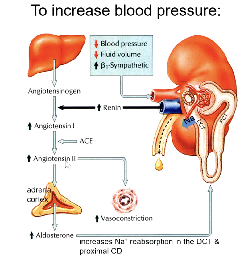<ol><li><p>renin cleaves angiotensinogen into angiotensin I</p></li><li><p>ACE cleaves 2 AAs off of angiotensin I to turn into angiotensin II</p></li><li><p>angiotensin II increases vasoconstriction AND stimulates adrenal cortex to increase aldosterone levels</p></li><li><p>Na+ reabsorption in the DCT and proximal CD increases</p></li></ol><p></p>