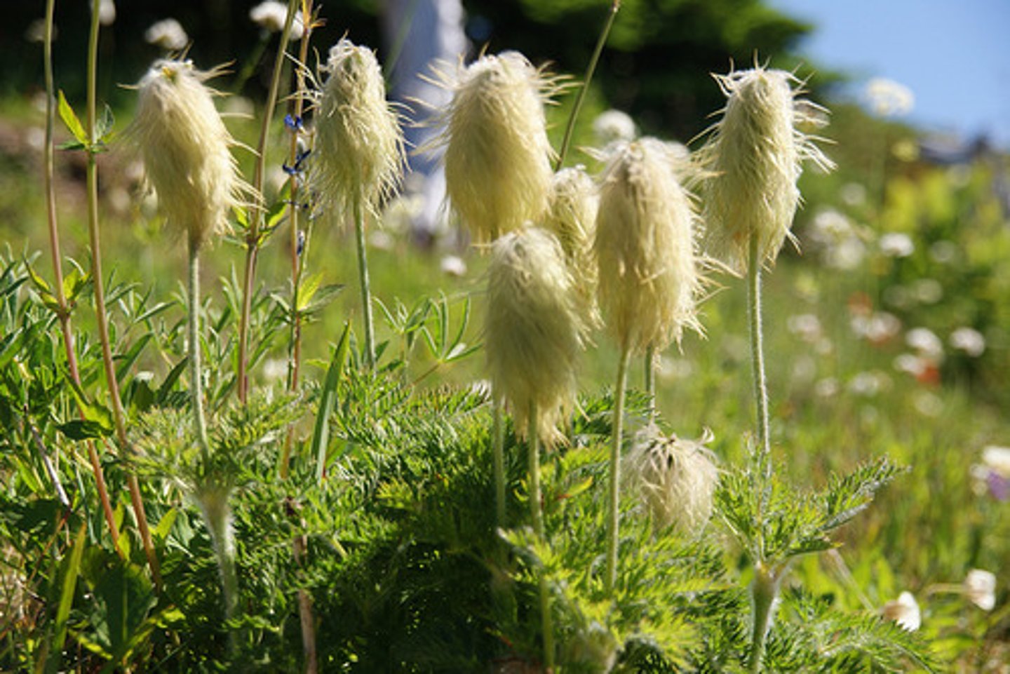 <p>Early-season flower. Seed transition is striking</p><p>- White petals; transitions to fluffy seed heads (‘hippies on sticks’). Or “two-headed baby’ (tow-headed being an old-timey way of referring to having very light blonde hair, often untidy),</p><p>- Wind blown seeds (anemos is Greek for “wind”)</p><p>Moves with the sun</p><p>- Flower follow sunlight during the day.</p>