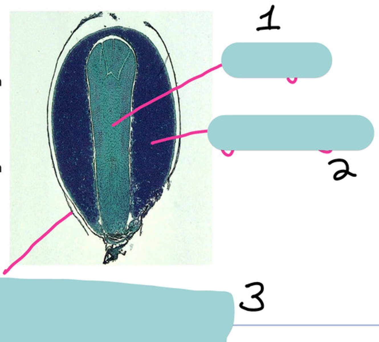 <p>3 - Identify the parts of the gymnosperm seed</p>