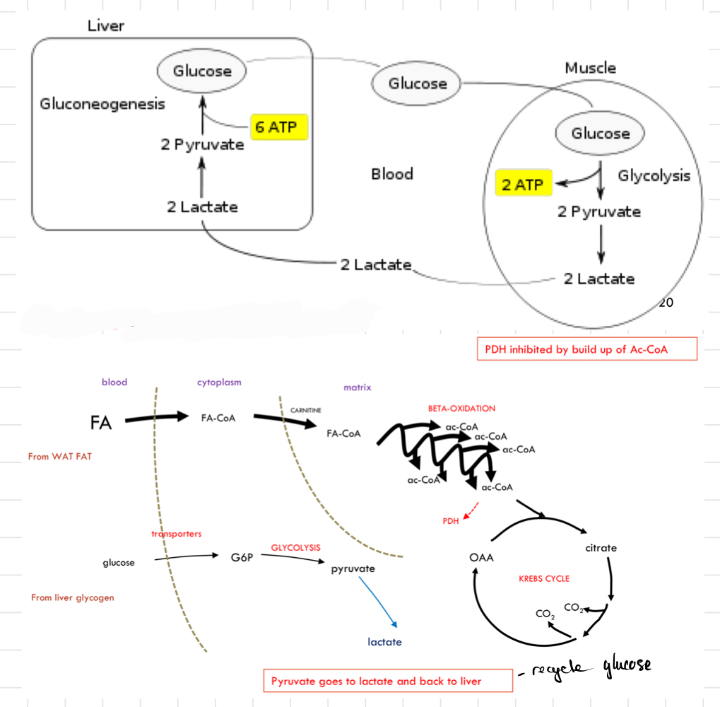 <ul><li><p>Glucose is used → Cannot be recycled directly</p></li><li><p>After several minutes, <u><strong>fatty acids</strong></u> take over</p></li><li><p>Glucose stores (as glycogen) are <strong>limited</strong></p><ul><li><p>Cannot convert FAs into glucose</p><ul><li><p>FAs substitute for glucose as a fuel</p></li><li><p>FAs prevent glucose from being wastefully oxidised</p></li></ul></li></ul></li><li><p><u><strong>Glucose</strong></u> still gets into the muscles until lactate is reached</p></li><li><p><u><strong>Lactate</strong></u> (produced from pyruvate) goes to the liver for re-synthesis of glucose</p><ul><li><p><mark data-color="red"><strong>Gluconeogenesis</strong></mark></p></li></ul></li><li><p>Low insulin and High glucagon → Stimulate</p><ul><li><p>Glycogen breakdown in liver.</p></li><li><p>Fat breakdown in white adipose tissue.</p></li></ul></li></ul>