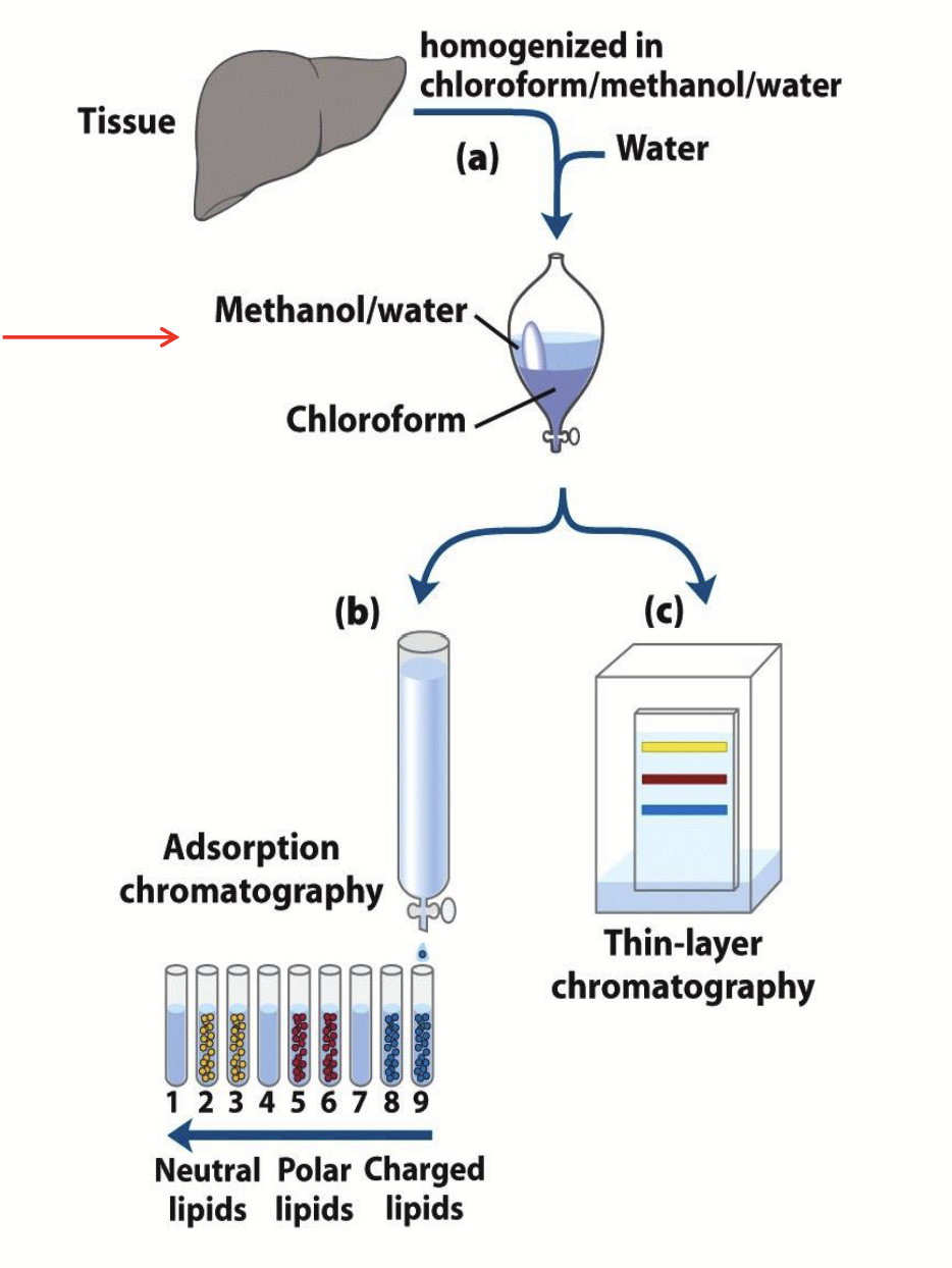 <p><strong><u>Analysis of lipids</u></strong></p><p>Separated based on their <strong><u>polarity</u></strong> on a <strong>column of silica gel</strong> or through <strong>TLC</strong>.</p><p>Progressively polar lipids elute from the column as solvents of increasing polarity are passed through it.</p><p>On the thin layer plate, less polar lipids move farther than the more polar lipids.</p><p>The methyl esters separate on the basis of chain length and degree of saturation. The separated fatty acids can be definitively identified through <strong>mass spectrometry</strong>.</p>