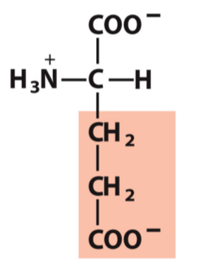 <p>Glu, E</p><p>Negative</p>