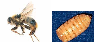 <p>What Parasite Is This?</p>