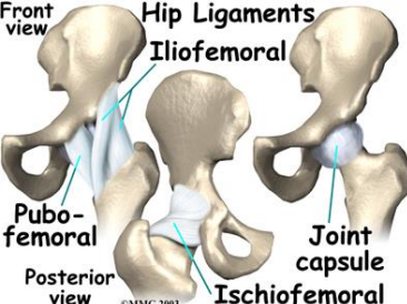 <p>The <strong>iliofemoral </strong>ligament attaches at the ___ and intertrochanteric line.</p>
