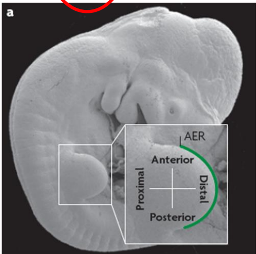 <ul><li><p>lateral plate mesoderm destined to become limb skeleton</p></li><li><p>secrete paracrine factor FGF10</p></li><li><p>FGF10 initiates limb bud formation - interaction between mesoderm &amp; overlying ectoderm</p></li><li><p>formation of the <mark data-color="purple">apical ectodermal ridge (AER)</mark></p></li></ul>
