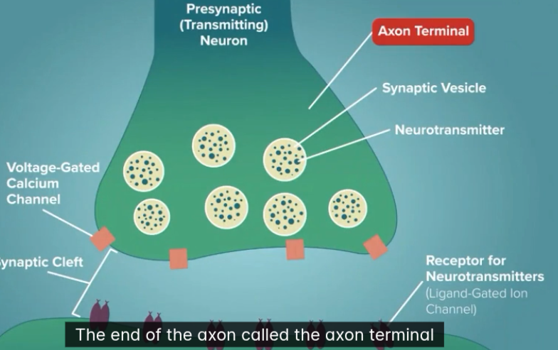 <p>What is the end of an axon terminal called?</p>