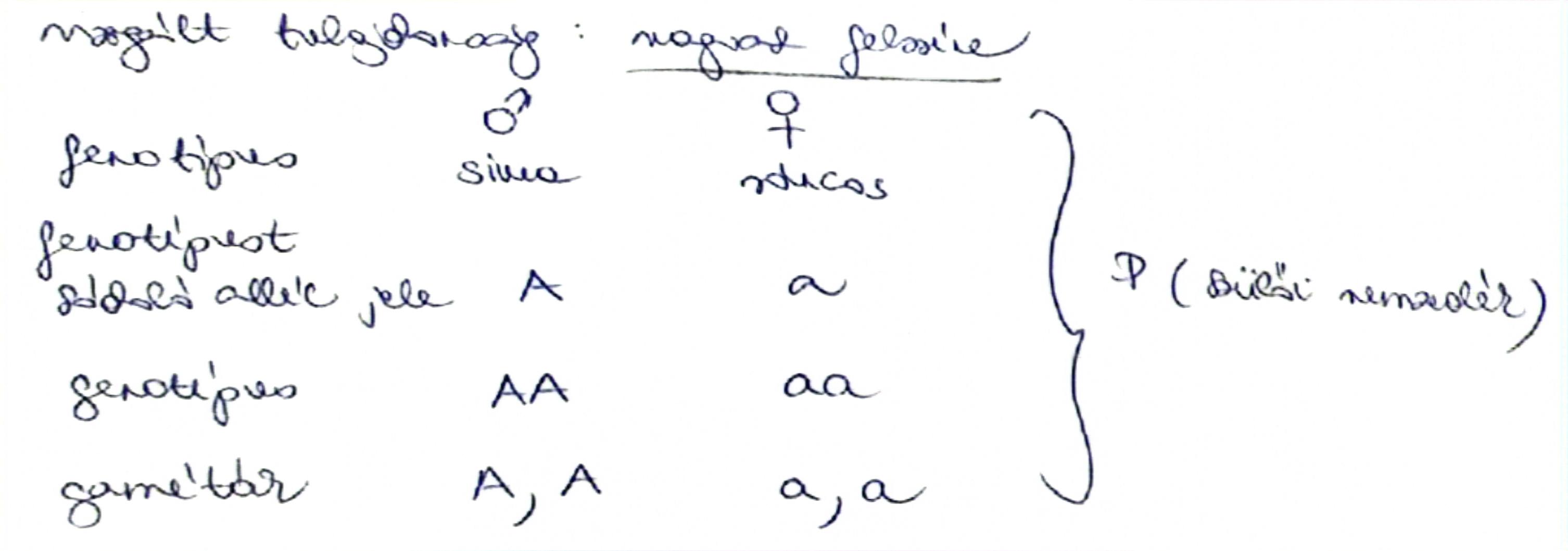 <p><span style="background-color: rgba(0, 0, 0, 0); line-height: 18.3458px;"><strong><span>Az uniformitás törvénye</span></strong></span><br></p><p><strong><span>Adott tulajdonságra nézve homozigóta szülők keresztezéséből származó első utódnemzedék minden egyede, mind fenotípusát, mind genotípusát tekintve egyforma. </span></strong><br><br><span style="line-height: 18.3458px;"><span>Sima és ráncos felszínű borsómagvakat produkáló borsóegyedek keresztezésekor milyen lesz az utódmagok felszíne (fenotípusa) és az ezt meghatározó genetikai hátterük (genotípusa)?</span></span></p><p><span style="line-height: 18.3458px;"><span>—> </span></span><span>A szülői nemzedékben a keletkezett egyedek, az adott fenotípusra nem mindig homozigóták.</span><br><span style="line-height: 18.3458px;"><span>Az utódok heterozigóta genotípusában megtalálhatjuk a sima jelleget kódoló 'A' allélt, és a ráncos jelleget kódoló 'a' allélt is. </span></span></p><p class="Paragraph SCXW233380629 BCX0" style="text-align: left;"><span style="line-height: 18.3458px;"><span>De a fenotípusban csak a sima jelleg mutatkozik meg. Miért? </span></span></p><p class="Paragraph SCXW233380629 BCX0" style="text-align: left;"><span style="line-height: 18.3458px;"><span>Azért, mert a </span><strong><span>ráncos jelleget kódoló allél nem nyilvánul meg</span></strong><span>, a </span><strong><span>sima jelleget kódoló allél mellett nem érvényesülhet</span></strong><span>. Ezért a sima jelleget (fenotípust) kódoló 'A' allél </span><u><span>domináns</span></u><span> a ráncos jelleget (fenotípust) kódoló 'a' allélel szemben, ez utóbbi </span><u><span>recesszív.</span></u><span> </span></span></p>