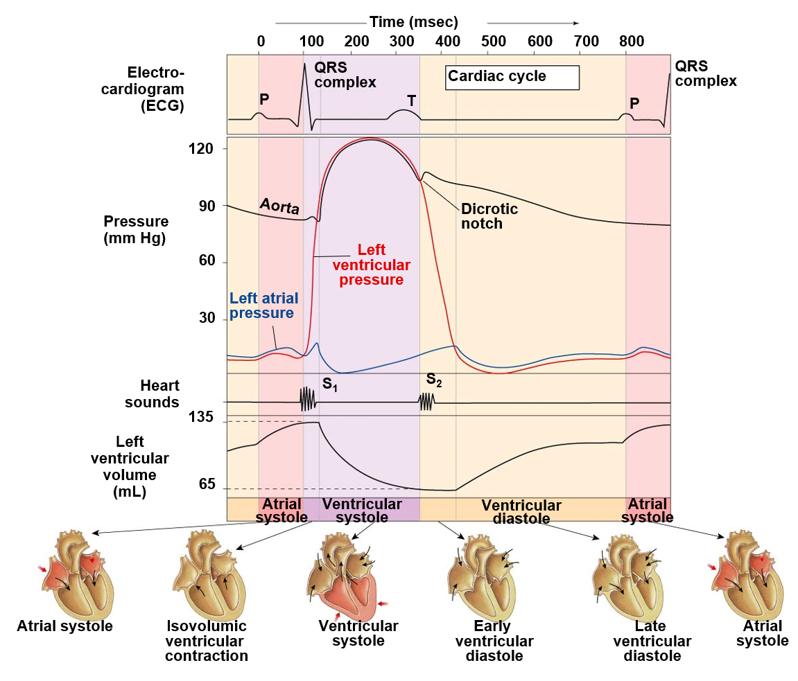 <p><u>atrial systole</u>: </p><ul><li><p>increase volume: ventricles filling</p></li><li><p>depolarization pass through to ventricles</p></li></ul><p><u>isometric ventricular contraction</u>:</p><ul><li><p><strong>AV valve closes (sound 1)</strong></p></li><li><p>atrial and ventricular pressures deviate</p></li><li><p>ventricular pressure spikes</p></li><li><p>volume constant</p></li></ul><p><u>ventricular systole</u>:</p><ul><li><p>aortic valve opens</p></li><li><p>volume decreases: blood leaves to aorta</p></li><li><p>aortic and ventricular pressure are the same</p></li></ul><p><u>ventricular diastole</u>:</p><ul><li><p><strong>aortic valve closes (sound 2)</strong></p></li><li><p><strong>dicrotic notch</strong>: blood bounces back, loses ‘push’ of ventricle when valve closes</p></li><li><p>ventricular pressure deviates from aortic pressure and lines up with atrial pressure again</p></li><li><p>increase volume: passive filling of ventricle</p></li></ul>
