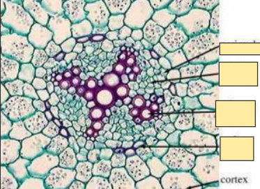 <p>Cortex</p>