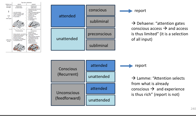 <p>Global workspace theory: Bewustzijn (conscious access) is afhankelijk van aandacht</p><p>Local recurrency theory: aandacht en (P-)bewustzijn zijn onafhankelijk</p><p></p><p>Dehaene: “attention gates conscious access &gt; and access is thus limited” (it is a selection of all input)</p><p></p><p>Lamme: “Attention selects from what is already conscious &gt; andexperience is thus rich” (report is not), meer ruwe perceptie</p><p></p>