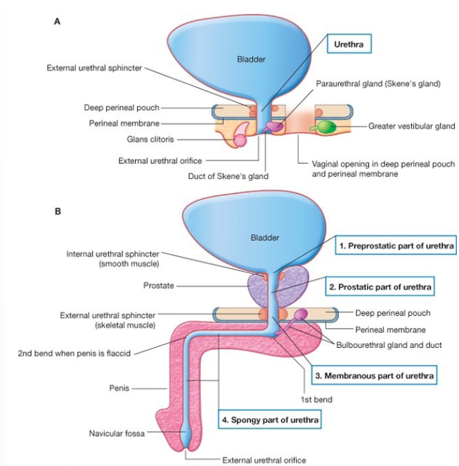 <ul><li><p>female: 4cm passageway from internal urethral orifice to exterior of body</p></li><li><p>male: </p></li></ul><ol><li><p>PREPROSTATIC </p></li><li><p>PROSTATIC</p></li><li><p>MEMBRANOUS </p></li><li><p>SPONGY</p></li></ol><p></p>