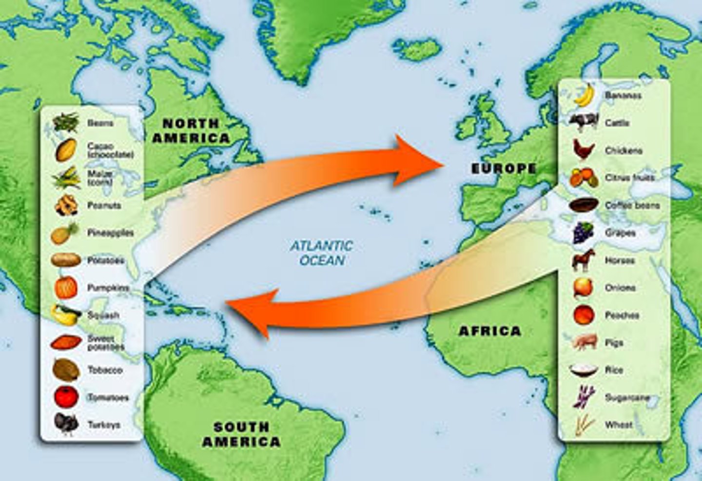 <p>This transatlantic flow of people and goods (including plants, animals, and diseases), beginning with Columbus's voyages in 1492, altered millions of years of evolution. Plants, animals, and cultures that had evolved independently on separate continents were now thrown together. Products introduced to Europe, Africa, and Asia from the Americas include corn, tomatoes, potatoes, tobacco, and chili peppers, while people brought to the Americas wheat, rice, watermelons, horses, pigs, goats, ad sheep. This process has profoundly reshaped the lives of all people and ecosystems on earth in the last half millennium.</p>