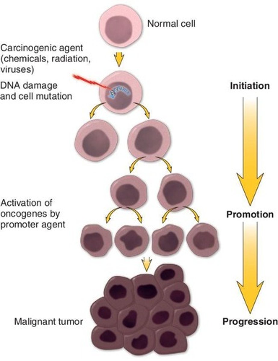 <p>The mutated cell begins to proliferate due to repeated or sustained exposure to promoting agents.</p>