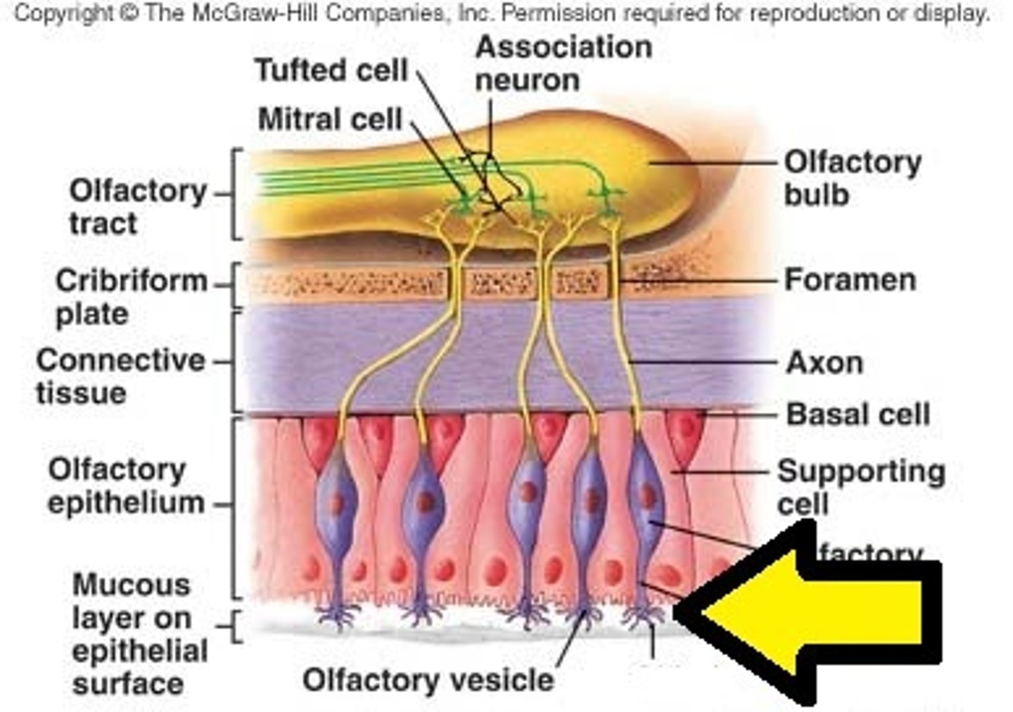 <p>cilia that extend from the olfactory receptor cells into the nasal cavity</p>