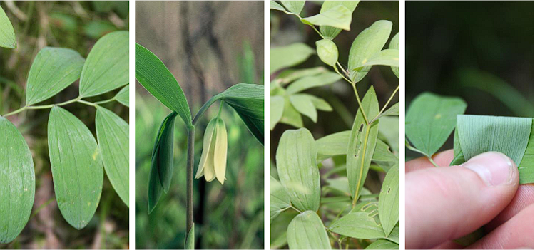 <p>Sessile Bellwort</p>