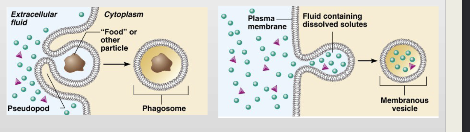 <p>-movement of substances into a cell</p><p>-ex) white blood cell eating bacteria</p><p>-extracellular substance enclosed in a membranous vesicle</p><p>-phagocytosis (cell eating)</p><p>-pinocytosis (cell drinking)</p>