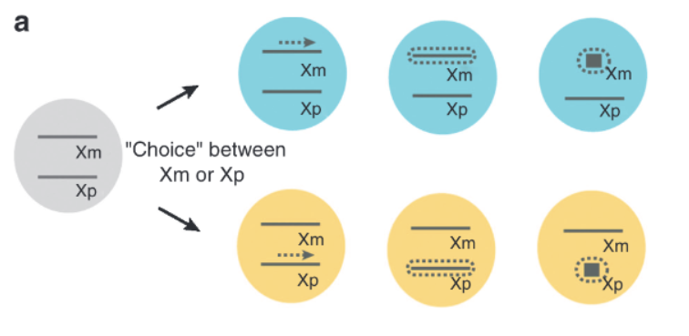 <ul><li><p>Occurs early in development</p></li><li><p>After an X chromosome has become inactivated in a cell, it remains inactive in that cell and in all somatic cells that descend from that cell</p></li><li><p>Neighboring cells tend to have the same X chromosome inactivated, producing a <strong>patchy mosaic pattern</strong> in heterozygous females (ex. calico cats)</p></li></ul><p></p>