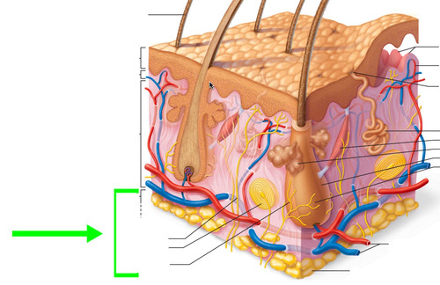 <p>- areolar and adipose tissue</p><p>-> superficial fascia</p><p>-> subcutaneous tissue</p>