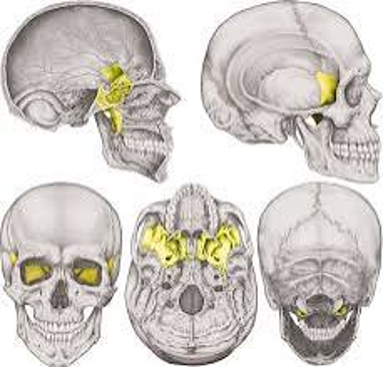 <p>two bones of each side of the head, anterior to the temporal bones</p>