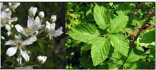 <p>Rosaceae</p><p>Rubus spp.</p>