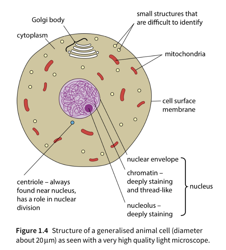 <ul><li><p>Cytoplasm</p></li><li><p>Cell membrane</p></li><li><p>Nucleus (contains nuclear envelope, chromatin and nucleolus - both of which are deeply staining)</p></li><li><p>Golgi apparatus</p></li><li><p>Centriole</p></li><li><p>Mitochondria</p></li></ul><p></p>