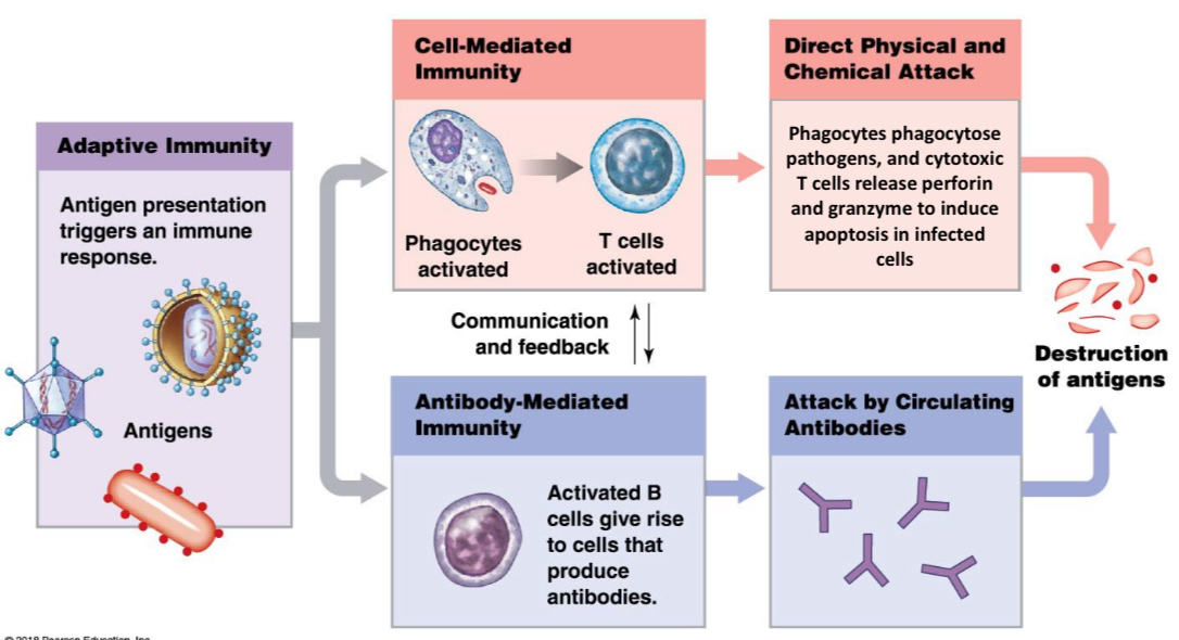 <p>Usually a combination of cell mediated immunity and antibody mediated immunity. Eg. Optimal anti-viral immune responses require CD4 T cells, CD8 T cells and B cells (for antibody production – especially neutralising IgG)</p>