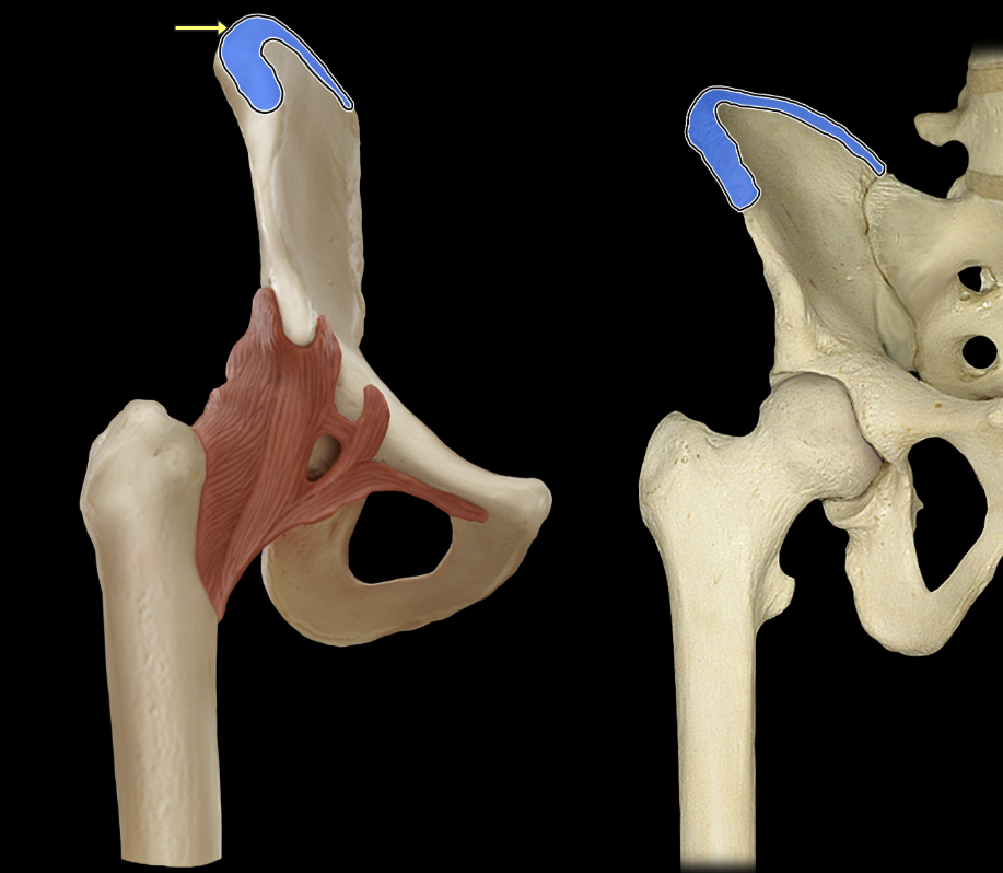 <p>Iliac crest</p>